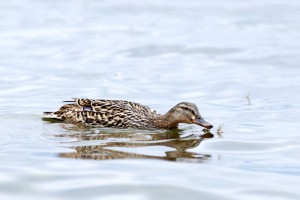 Auch Enten mögen die saftigen Happen. 